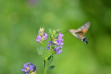 Hummingbird hawk-moth on purple flower