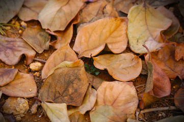 Detail of some dried leaves of the persimmon tree on the ground of the field