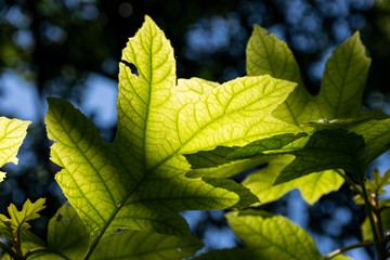 Green Maple leaf glowing in sunlight