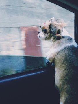 Close-up Of Shih Tzu In Car