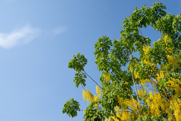 Fototapeta premium Blossom Golden Shower flower against the light cloudy sky in summer.