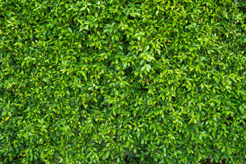 Growing Ficus annulata tree  background.