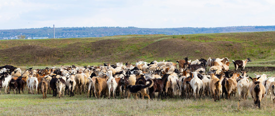 A herd of goats and sheep. Animals graze in the meadow. Pastures of Europe.