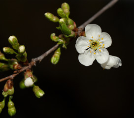 Naklejka na ściany i meble Cherry blossom. White flowers of a fruit tree close-up.