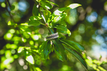 Anillo de boda sobre una rama verde