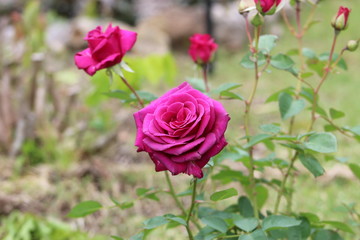 pink rose in garden