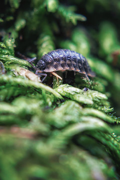 Kellerassel im Wald, Nahaufnahme