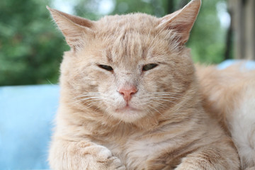 Red cat with green eyes lying on a light blue armchair against garden background
