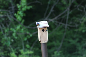 Bluebird on top of birdhouse