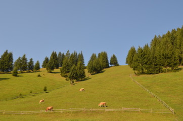 Mountain landscape with trees and grass