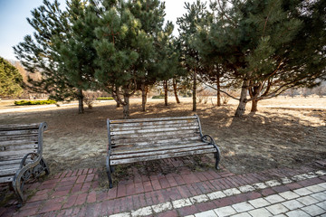 Old empty park benches on a tile on the background of conifers on a sunny day. Horizontal orientation. 
