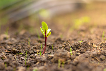 A tiny beetroot seedling soaking up the sun. 