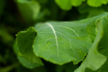 The details of a leafy green. 