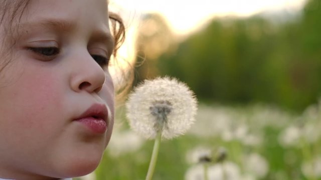 Close up portrait of beautiful little girl child blowing on dandelion in park during a beautiful sunset. Happy cute preschool kid enjoy and explore nature in summer park. Slow motion. Selective focus