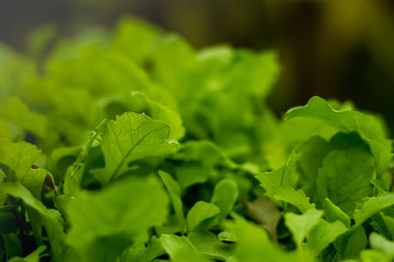 A lush garden of home grown greens. 