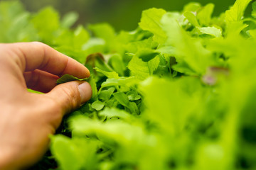 Harvesting your own food at home. 