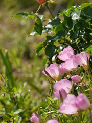 ヒルザキツキミソウ