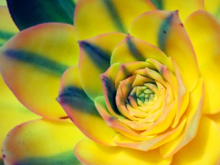 Obraz na płótnie Canvas Close-up Of Yellow Flower