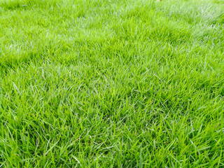 Green grass field texture background.