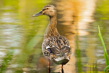 Mallard Duck, wild duck shooting outdoors