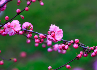 beautiful flowering plum ，in the garden