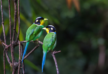 Long-tailed Broadbill on branch in nature