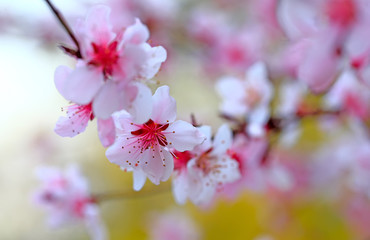 beautiful flowering plum ，in the garden