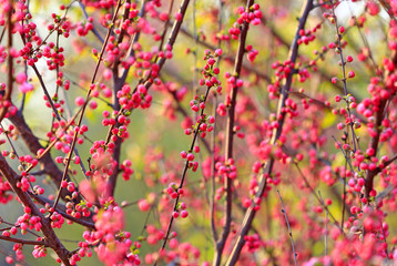 beautiful flowering plum ，in the garden