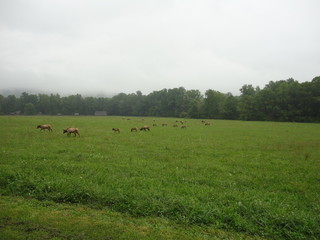 Elk in the field