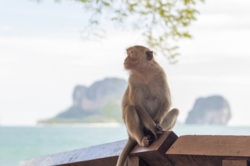 Monkeys cute sitting on a wooden fence in Thailand