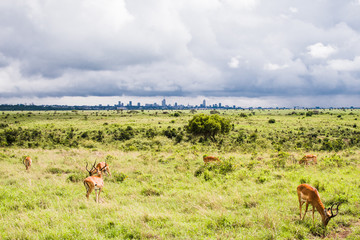 Impala grazing with a view of the Nairobi Kenya skyline in the background