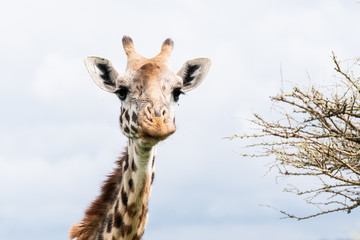Obraz na płótnie Canvas Giraffe as seen on safari in Nairobi Kenya in May 2020