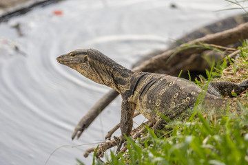an older monitor lizard reptile walking on grass at Lumpini Park in Bangkok