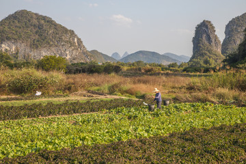Fototapeta premium chinese farmer
