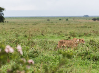 Lioness watching over her cubs in Nairobi National Park in May 2019