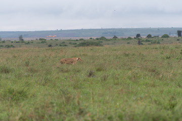 Lioness watching over her cubs in Nairobi National Park in May 2019