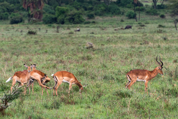 Impala in Nairobi national park in May 2019