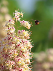Tokyo,Japan-May 13, 2020: Closeup of flowers of Japanese Horse Chestnut and a hovering Carpenter Bee
