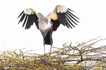 Regal crested crane sighting in Nairobi National Park in May 2019
