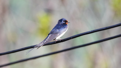 barn swallow on a wire