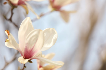 Fototapeta na wymiar Closeup view of blossoming magnolia tree outdoors on spring day