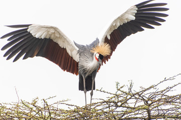 Regal crested crane sighting in Nairobi National Park in May 2019