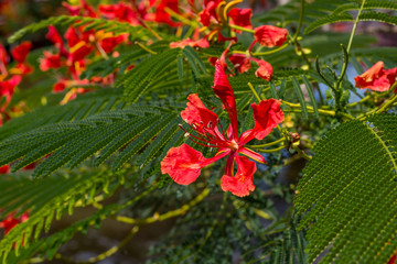 Wild red flower at tropical garden in Thailand