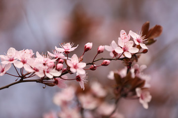 Obraz premium Closeup view of blossoming tree outdoors on spring day