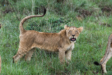 Lion family playing in Nairobi National Park in May 2019