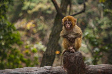 chinese monkey in zhangjiajie park 
