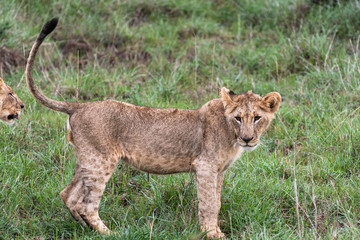Obraz premium Lion family playing in Nairobi National Park in May 2019