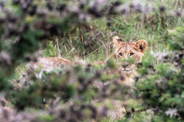 Lion family playing in Nairobi National Park in May 2019