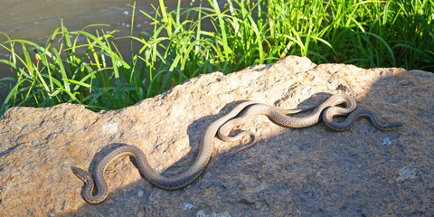 Water Snakes - Two water snakes stretched out on a warm and sunny rock at waters edge.
