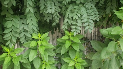 Jerusalem artichoke plants growing under mop top trees